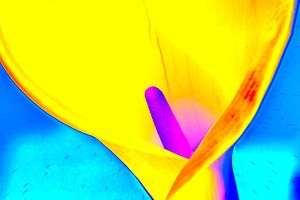 wkl 06 Wilhelm Kleinoder   Yellow Calla